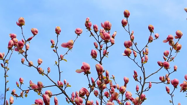 Pink magnolia flower bud on blue sky background