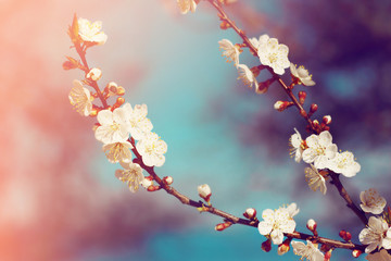 Beautiful flowers blossom in spring