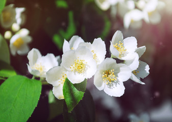 Blossoming tree of an apple-tree.