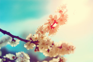 Flowers blossom in spring. Floral background.