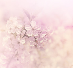Fototapeta na wymiar Beautiful flowers blossom in spring