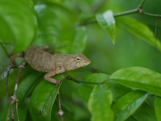 chameleon on the tree