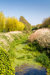 Algae on a stream