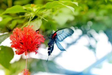 Beautiful butterfly is eating nectar from the huge red tropical flower