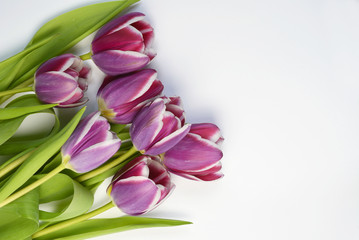 Purple tulips arranged on a empty copy space white background isolated
