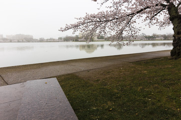 Scenic urban vista looking eastwards through a Yoshino cherry tree in peak bloom towards the...