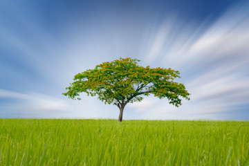 Fototapeta na wymiar single tree on green summer Landscape with motion blue sky