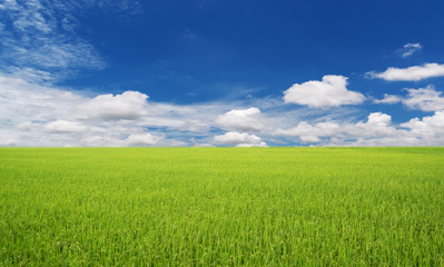 Fototapeta premium beautifully landscape