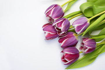 Purple tulips arranged on a empty copy space white background isolated
