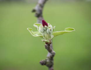 Tiny Red Apple Tree Bud in Spring