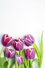 Purple tulips arranged on a empty copy space white background isolated
