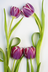 Purple tulips arranged on a empty copy space white background isolated
