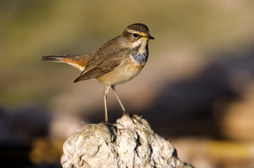 Bluethroat. Luscinia svecica