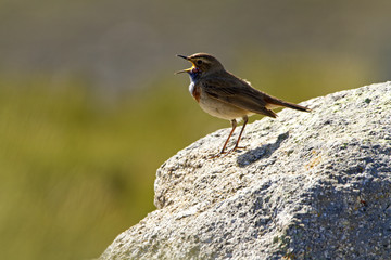 Bluethroat. Luscinia svecica