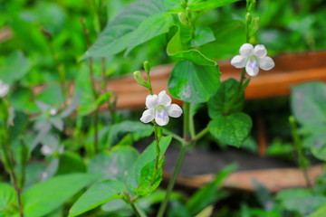 small white flower  with a green background