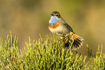 Bluethroat. Luscinia svecica