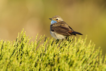 Bluethroat. Luscinia svecica