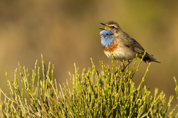 Bluethroat. Luscinia svecica