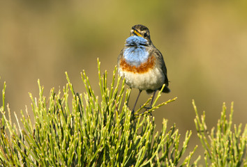 Bluethroat. Luscinia svecica