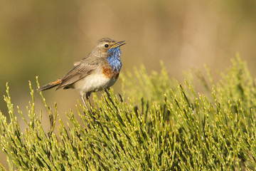 Bluethroat. Luscinia svecica