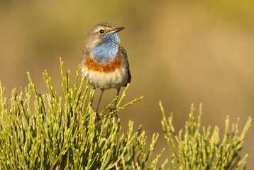 Bluethroat. Luscinia svecica