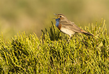 Bluethroat. Luscinia svecica
