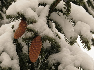 Coniferous tree and cones in the snow