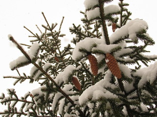 Coniferous tree and cones in the snow