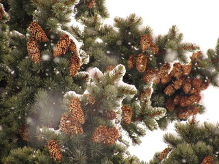Coniferous tree and cones in the snow