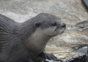 Gorgeous Face of a River Otter Sitting in Shallow Water