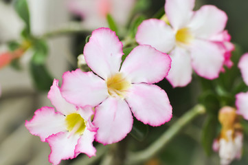 pink bignonia or desert rose