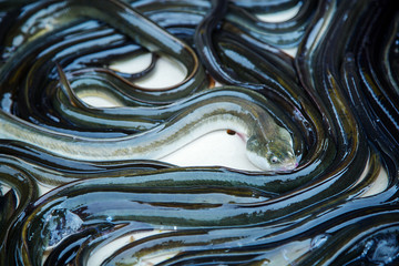 eel fish for sale at French provincial market - obrazy, fototapety, plakaty