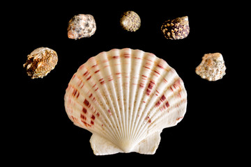 Sea shells on a black background