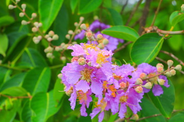 Queen's flower, Lagerstroemia macrocarpa Wall. purple  beautiful on tree