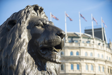 Handsome portrait of one of the Trafalgar Square Lions against the traditional architecture of London, England - obrazy, fototapety, plakaty