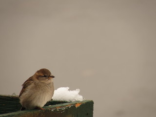 Sparrow in the cold spring
