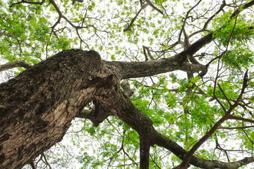 branch and leaf of tree beautiful in the forest background bottom view. concept world environment day (Stop destroy the forest)