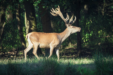 Red deer on a forest marge