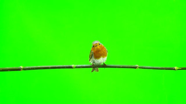 European Robin (Erithacus rubecula) isolated on green screen