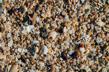 Sand on the beach with small seashells. Background texture, macro.