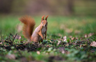 Cute squirrel standing on two paws. Small depth of field