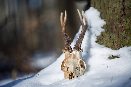 Roe deer skull with horns in the snow