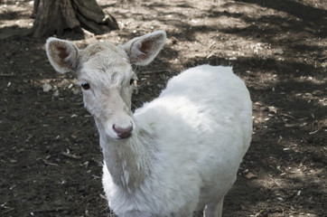 One goat in the yard of village