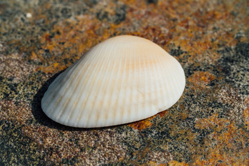 White shell on the background of the texture of sea stone with rust. Place for the text.