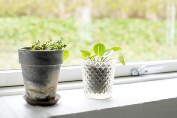 Plants in pots in a bright window