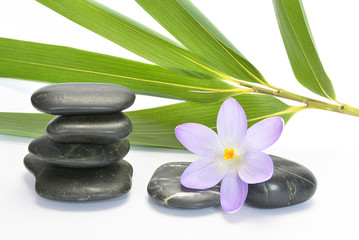Empty white background with cairn zen stones, bamboo and purple crocus flower