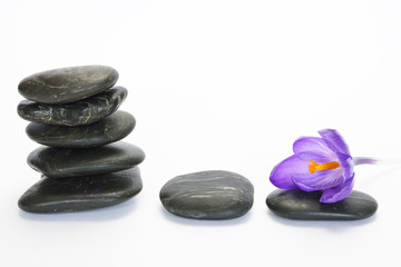Empty white background with cairn zen stones and purple crocus flower