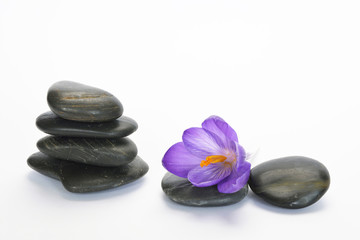 Fototapeta na wymiar Empty white background with cairn zen stones and purple crocus flower