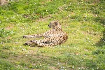 Cheetah resting lying on the grass, Acinonyx jubatus