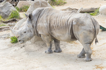 Obraz premium White rhinoceros calm and relaxed, Ceratotherium simum